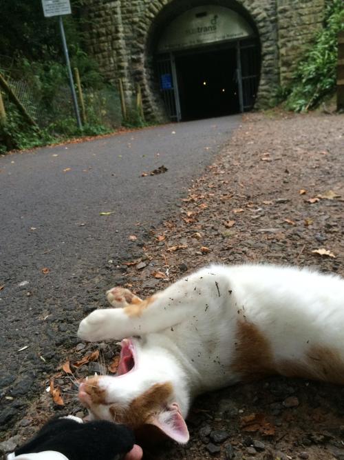 catsbeaversandducks:“When I stopped cycling this cat came out of the woods. I bent down to pet it th