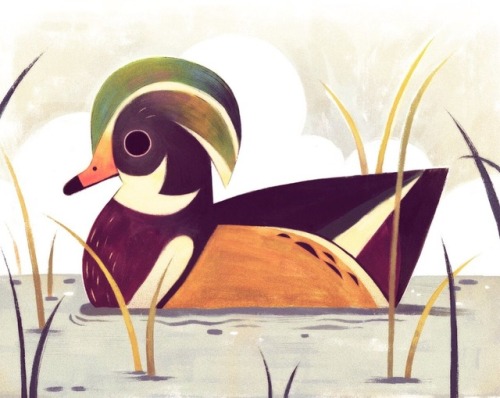 t-price: Wood duck