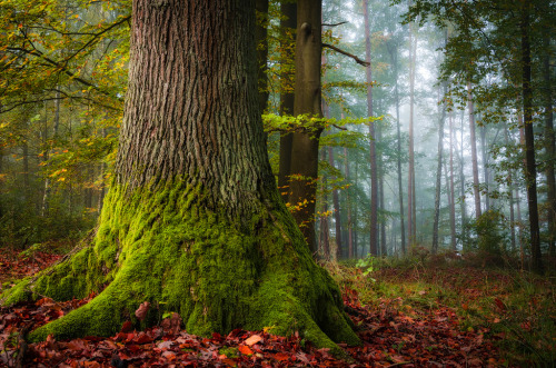 dehanginggarden:Wald #44 by HeikoGerlicher