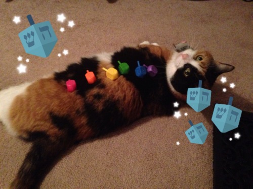 hanukcat:When you have a cat and more dreidels than you need