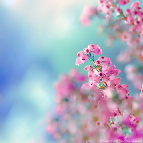 blooms-and-shrooms: still…. by impatienss