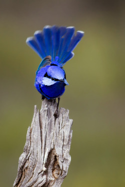 fairy-wren:  (via 500px / Splendid Fairy-wren