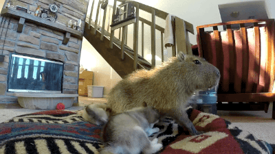 gifsboom:Video: Capybara Patiently Tolerates Rowdy Husky PuppiesWhen the kid you’re babysittin