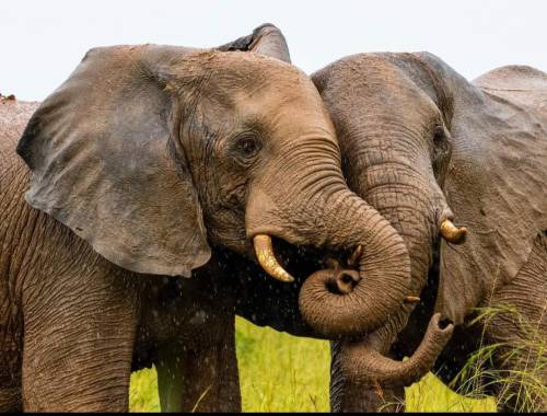 blondebrainpower:  These elephants I met