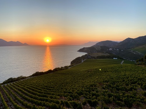 Vineyard Terra Madre, Slivno