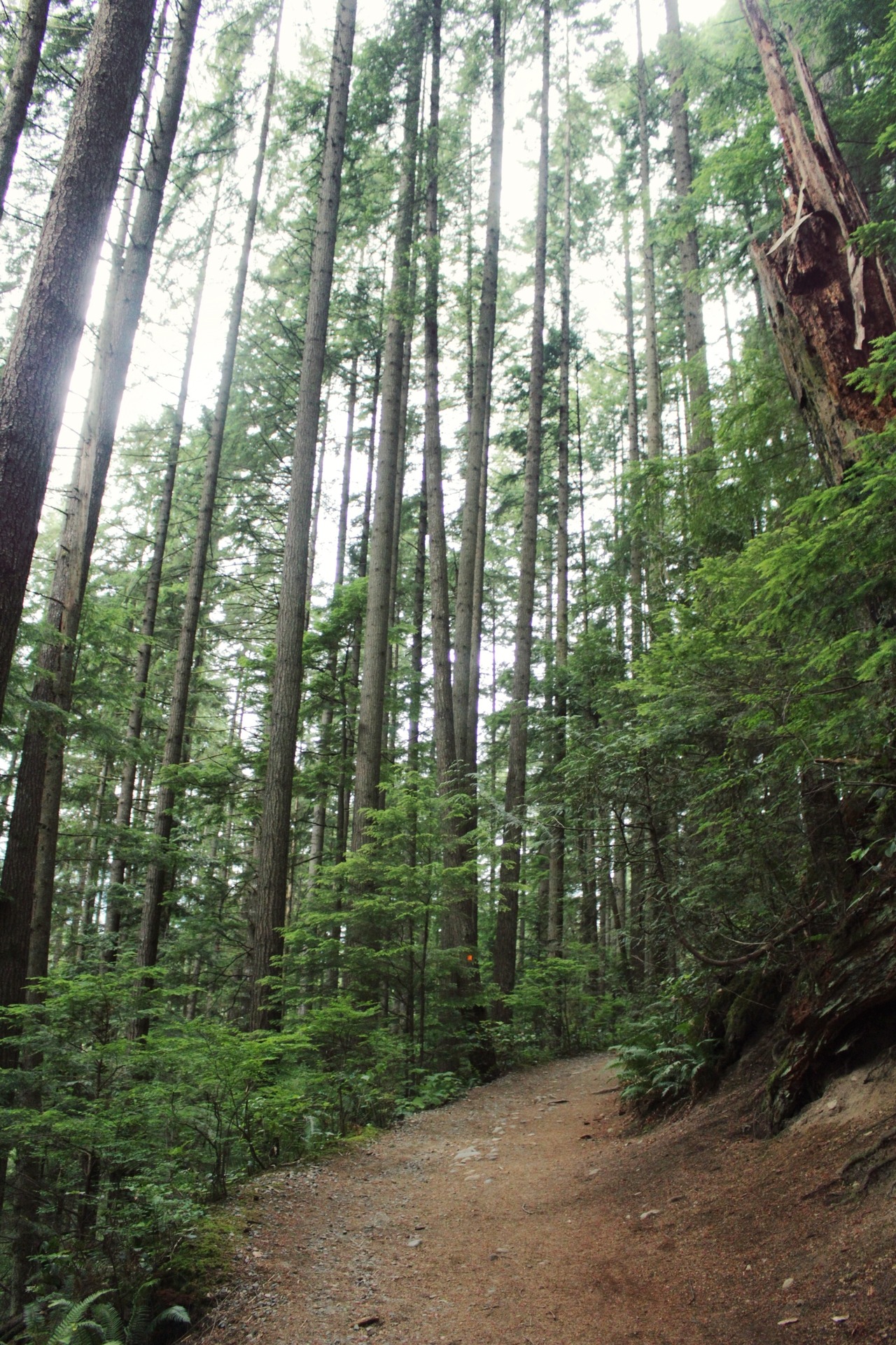 matchbox-mouse:  From a day spent at Lynn Canyon, Vancouver.