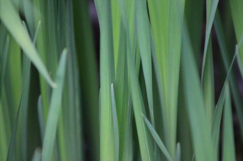 texture in grass
