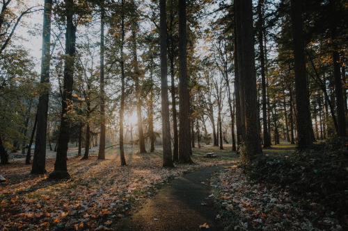 rootlessly:2019 november — champoeg, ore.all nature