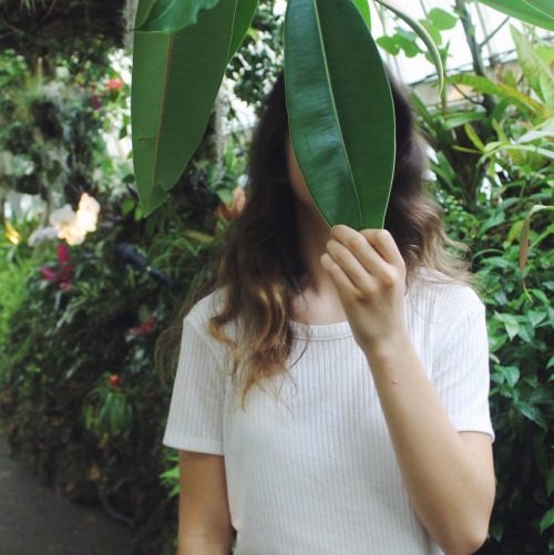 cxrmencunninghxm:  visited some plants, made some fronds