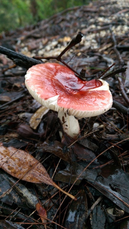 While the rain causes chaos in the rest of the city, the mushrooms seem to be enjoying it.