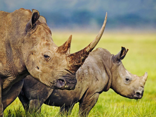 Animal_Full_HD_Wallpapers_laba.ws by NoomyutAnimal_Full_HD_Wallpapers_laba.ws