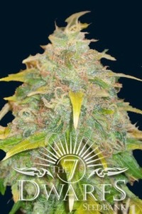 justforrelaxation:  sativa marijuana pot ganja herb weed  indicacannabis