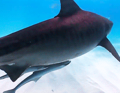Tiger Sharks Of Tiger Beach