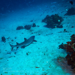 socialfoto:White tip shark White tip shark in Komodo national park by sergemi