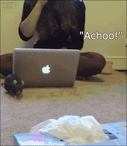 4gifs:  Pepper the rat learned to recognize sneezing. [video] 