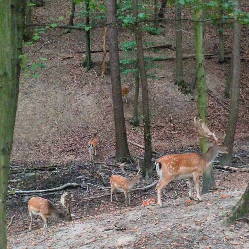 tututuu #deer #fallowdeer #deerpark #animals #nature (v místě Obora Holedná)
