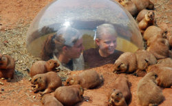 consentipede: dlubes:  sweatprince:  “wow, janice! i sure do love the Rodent Dome!”  what the fuck are those  Those are children 