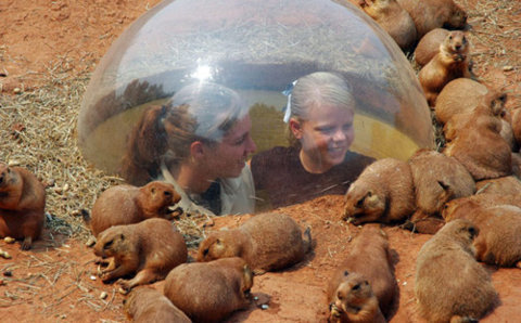 consentipede:dlubes:sweatprince:“wow, janice! i sure do love the Rodent Dome!”what the fuck are thos