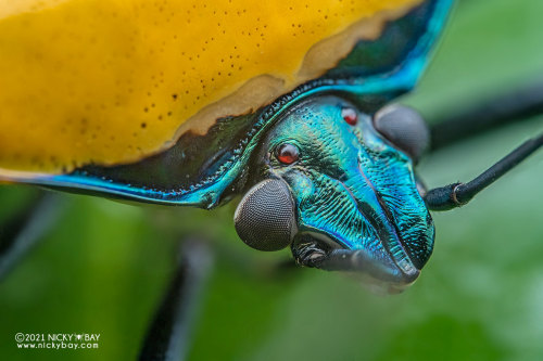 onenicebugperday:Man-faced stink bug, Catacanthus incarnatus, Pentatomidae, HemipteraFound in South 