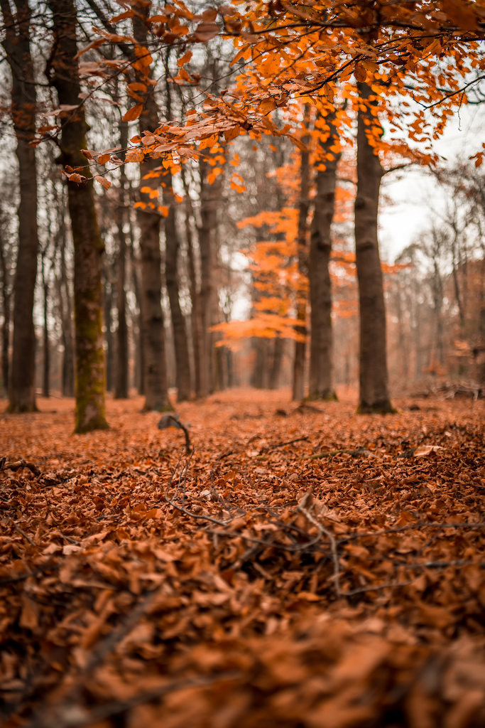 satakentia:Autumn colors, Netherlands (by Sjaco Manuputty)
