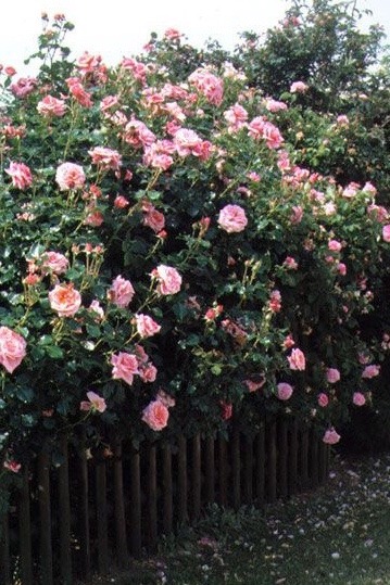 miss-mandy-m:  Pink climbing rose garden inspiration