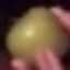 rotting-green-apple