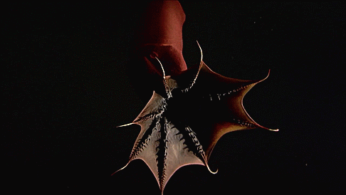 The vampire squid (Vampyroteuthis infernalis, lit. “vampire squid from Hell”) is a small