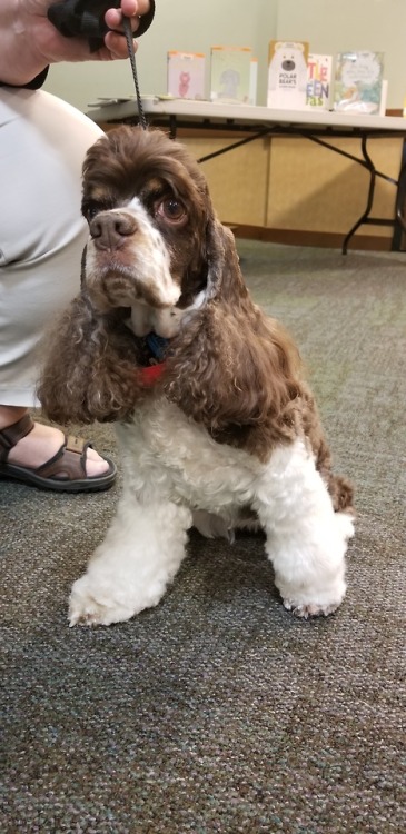 Noelle is a fancy Cocker Spaniel who knows when to pose for the camera.