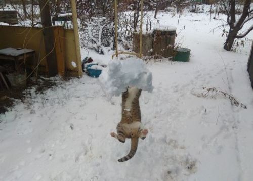 Cat Playing With Snowball“Dammit, Human, I’m a Cat, Not a …”