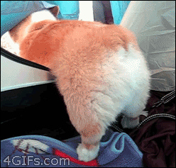 pleatedjeans:  20 Corgi Athletes That Are Trying Their Best