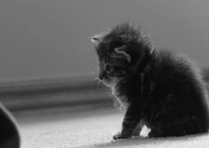 meow and such