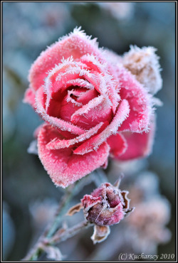 blooms-and-shrooms:  Frozen flower by Dark-Raptor