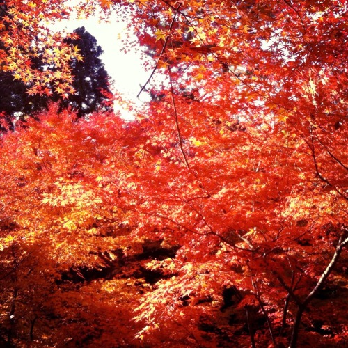 Maple trees in the garden of Kitano Tenmangu Shrine in Kyoto, Japan