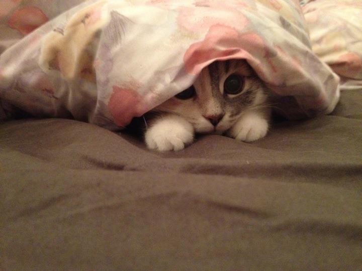 Cat Area