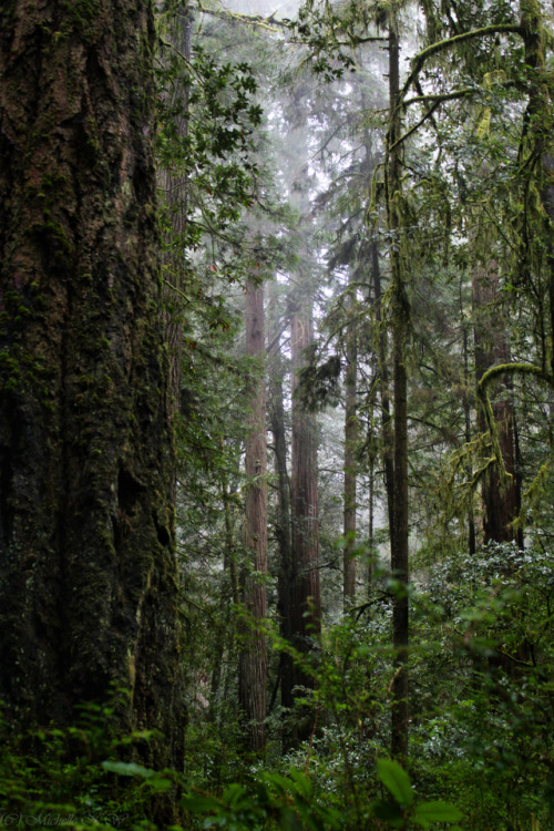 bright-witch: Redwoods Print Shop