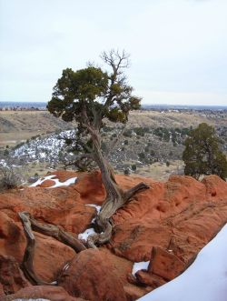 earthporn-org:  Heard you guys like Garden of the Gods, CO. Tree in the Winter
