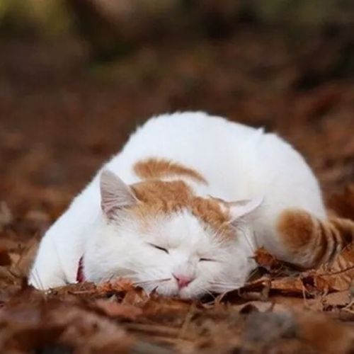 cuteandadorable: Taking a nap on Autumn leaves!