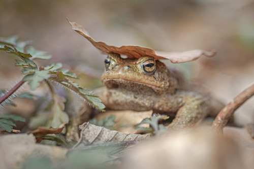 toadschooled:The European common toad [Bufo bufo] is not one to dilly-dally, and the arrival of spri