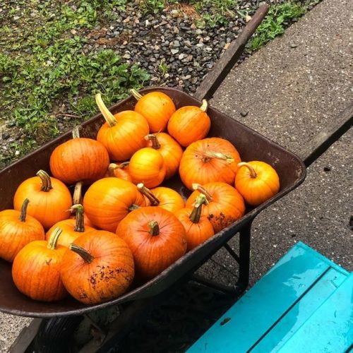 Pumpkin harvest 2019. Cute lil things. #pumpkin #foodie #pumpkinharvest #gardeners #homemadefoodjunk
