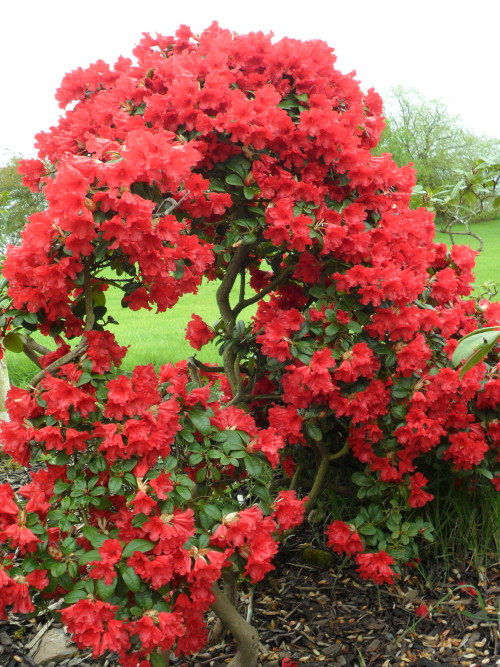 vwcampervan-aldridge:Bright Red Azalea, Long Birch, Staffordshire, England All Original Photography 