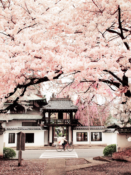 milkpeu:松音寺の桜 (by pon-ko)