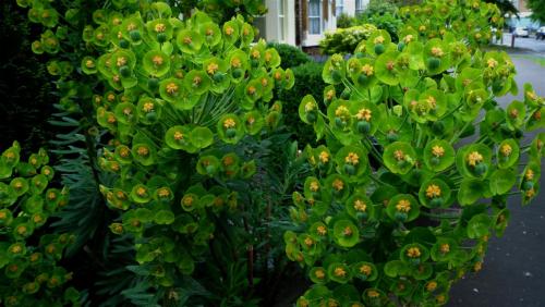 Euphorbia.