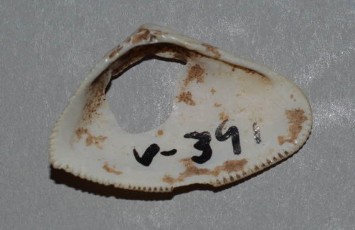 Iphigenia brasiliensis (Giant False Coquina) shell beads (Taíno, 700– 1000 AD).  Found in Vere, Jama