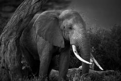 sapphire1707:  Amboseli Elephant, B&amp;W by elknbi 