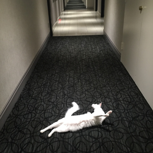 shut-upmarissa: pangur-and-grim: Pangur escapes everyday &amp; poses dramatically in the Forbidd