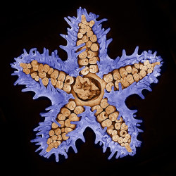 sixpenceee:  Starfish imaged using confocal microscopy (10x).(Source)