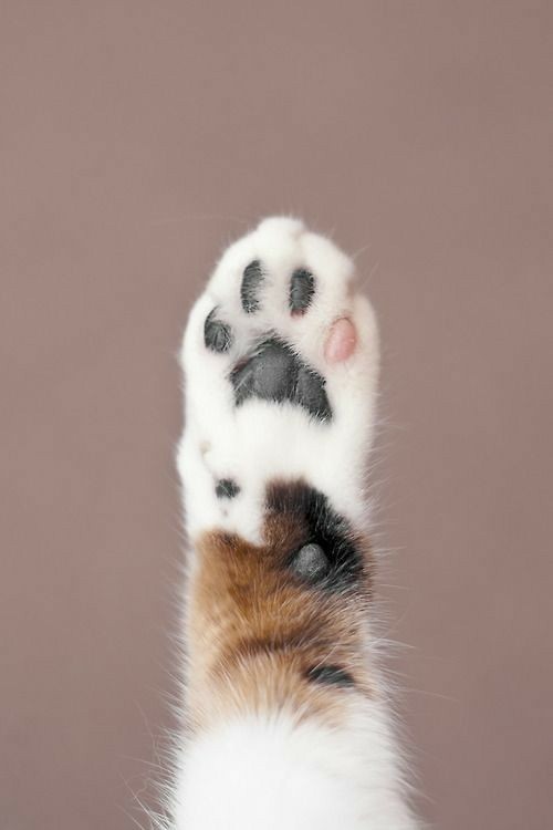 friendly-animals:  Follow me for more cute animals! (: