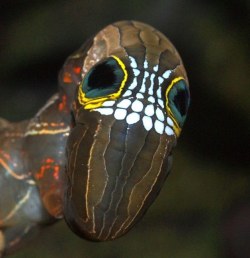rawr-im-simba:  scinerds:  Phyllodes Imperialis Caterpillar  Also known as Oruga Cabeza Grande (Big Headed Caterpillar) Image Credits: © Lui Weber/ Rex Features / plant.nerd Looking like a cross between a skull and Squidward from Spongebob is the caterpil