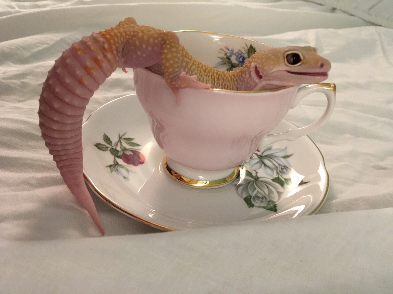 queengeck: Presenting teacup noodle part. 2