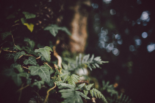 elenamorelli:{ into the forest // darkness and light and bokeh }-october edition-